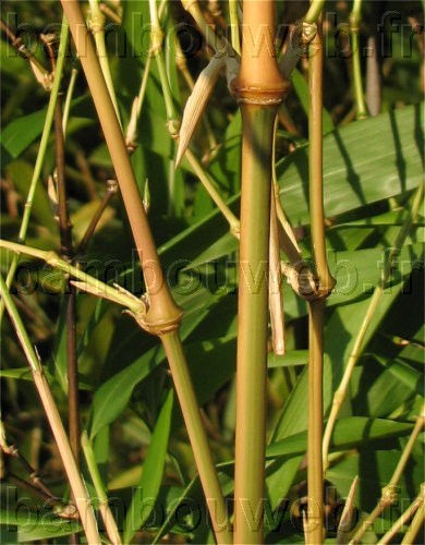 .:Chimonobambusa quadrangularis 'Tatejima'