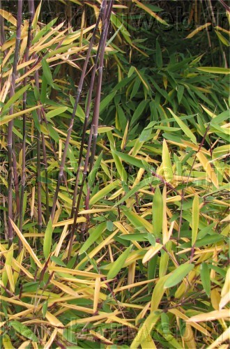 .:Fargesia nitida