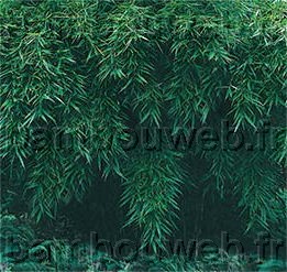 .:Fargesia robusta 'Pingwhu' / Bambou