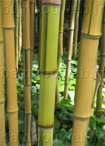 .:Phyllostachys aureosulcata 'Spectabilis'