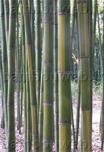 .:Phyllostachys bambusoides 'Castilloni-inversa' / Bambou