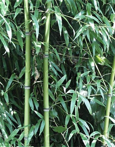 .:Phyllostachys flexuosa