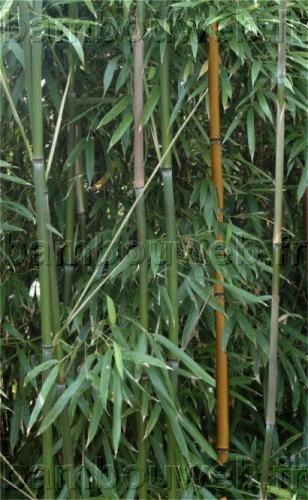 .:Phyllostachys humilis / Bambou