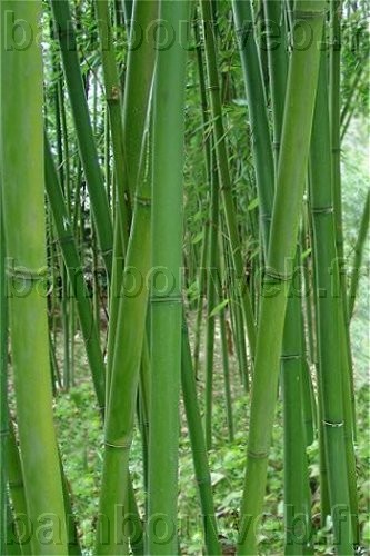 .:Phyllostachys rubromarginata