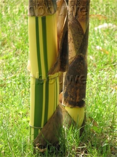 .:Phyllostachys vivax 'Aureocaulis'