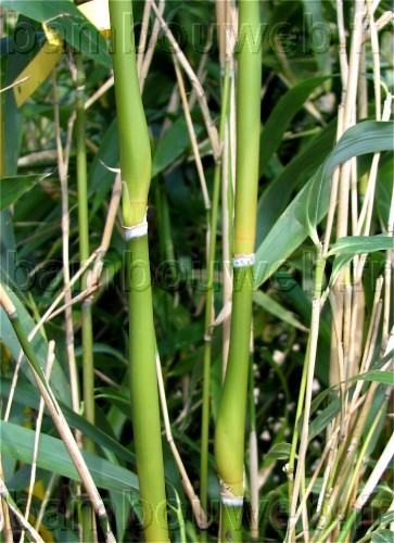 .:Pseudosasa japonica 'Tsutsumiana'