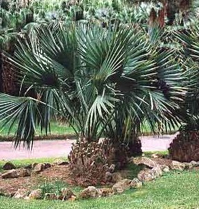 .:Sabal minor / Palmier