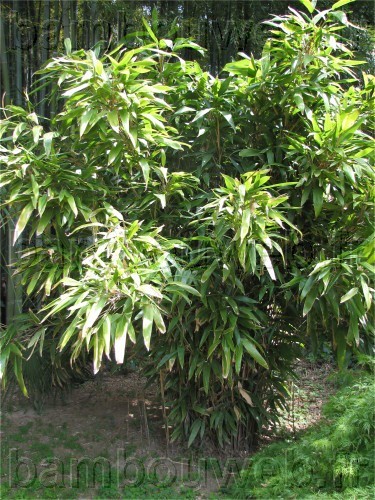 .:Sasa latifolia / Bambou