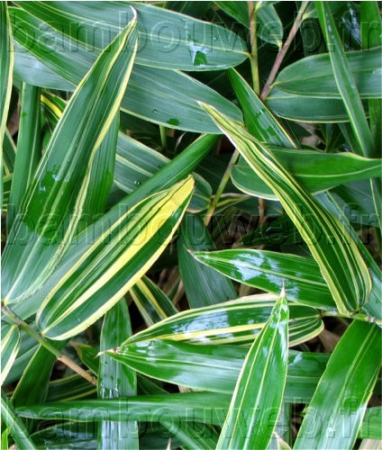 .:Sasa masamuneana 'Albostriata' / Bambou