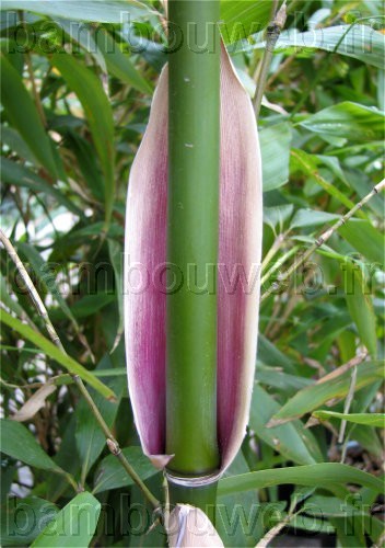 .:Semiarundinaria fastuosa / Bambou