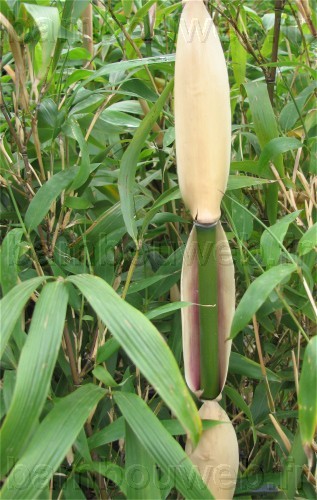 Bambou  Semiarundinaria fastuosa 'Viridis'