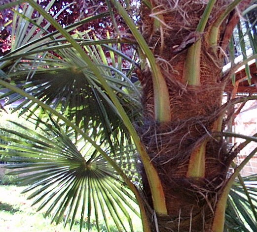 .:Trachycarpus fortunei / Palmier