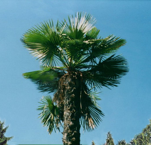 .:Trachycarpus takil / Palmier